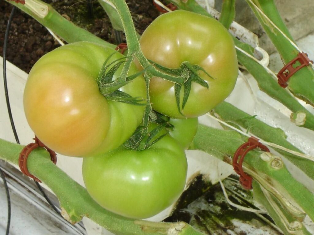 Gobierno Nacional y productores agropecuarios; unidos por la Competitividad del Campo Colombiano.