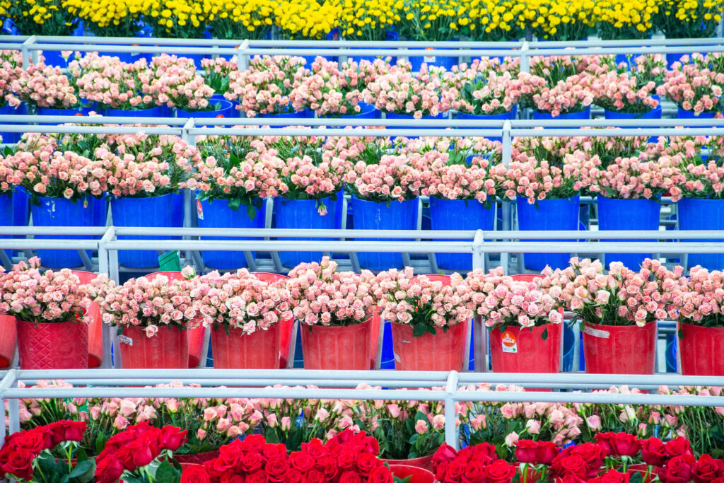 Colombia; flores, exportación y plan Pétalo